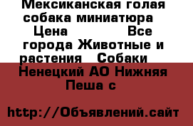 Мексиканская голая собака миниатюра › Цена ­ 53 000 - Все города Животные и растения » Собаки   . Ненецкий АО,Нижняя Пеша с.
